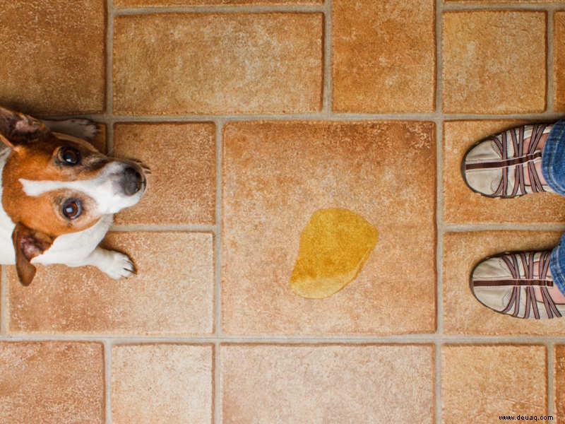 Die ultimative Anleitung, um den Geruch von Hundeurin sofort zu entfernen 