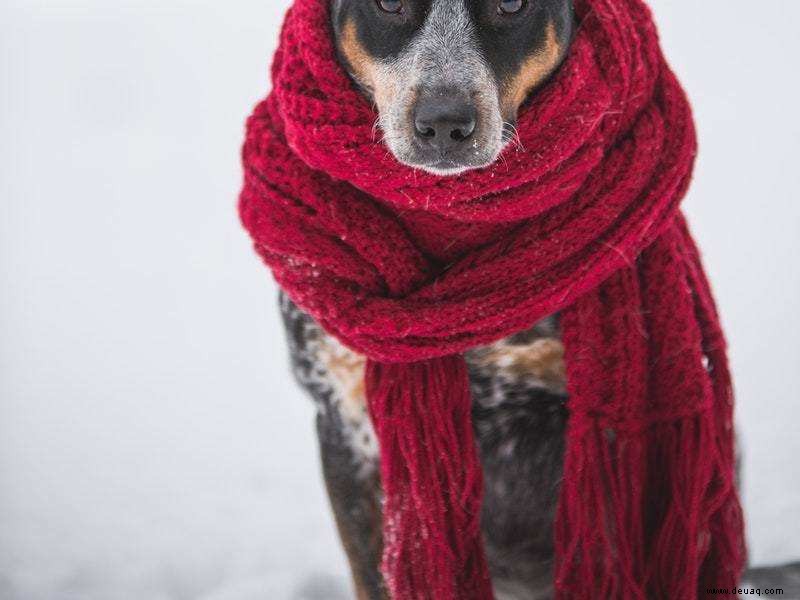 Es ist Zeit, sich auf die Winterpflege Ihres Haustiers vorzubereiten 