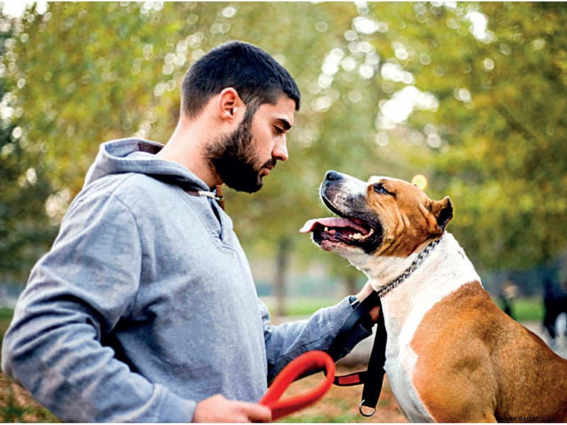 Eigenschaften eines guten Hundetrainers 