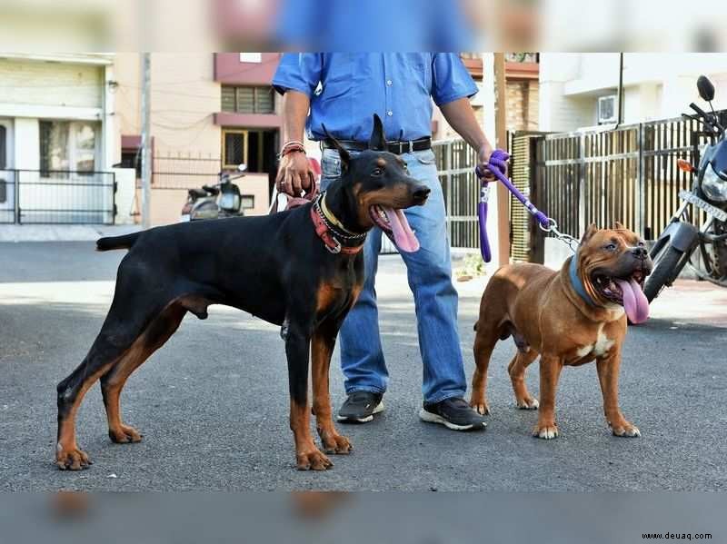 Von Familien ausgesetzt, kämpfen viele große Hunde in Notunterkünften in Bengaluru 