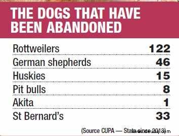Von Familien ausgesetzt, kämpfen viele große Hunde in Notunterkünften in Bengaluru 