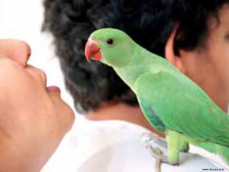 Lass sie steigen:Eine süße Geschichte von Papageienbabys 