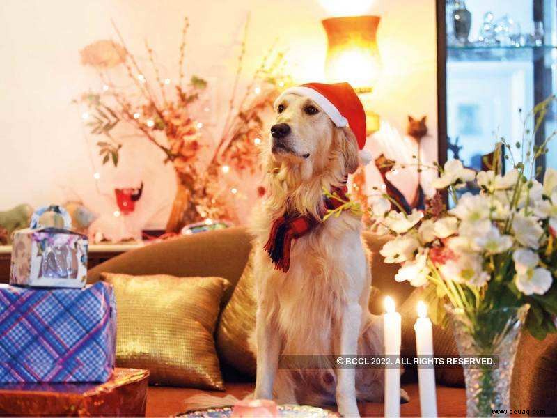 Haustiereltern wollen ihren pelzigen Babys ein fröhliches Weihnachtsfest bereiten 