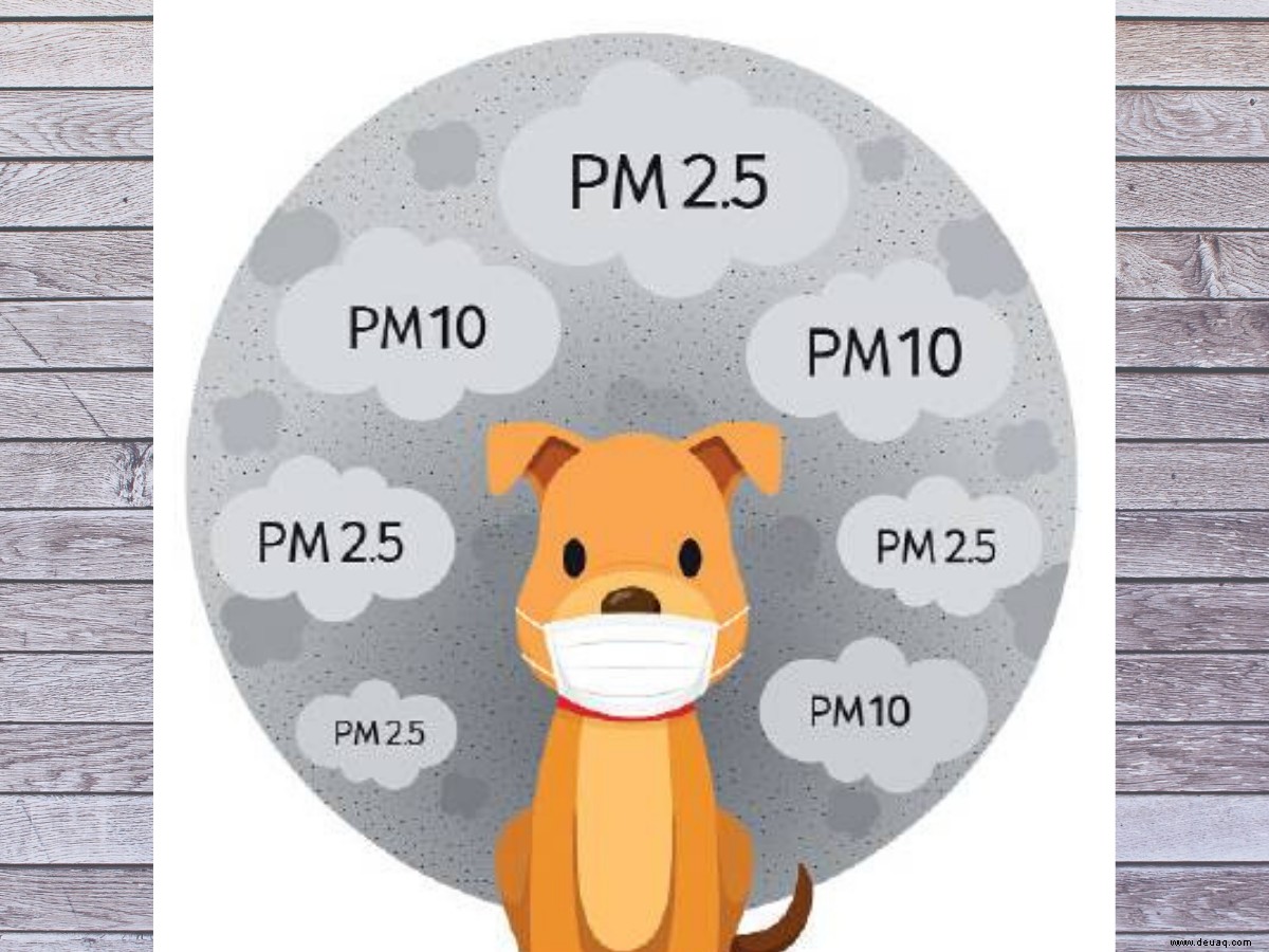 Sogar Haustiere haben es schwer, mit der #airpocalypse fertig zu werden 