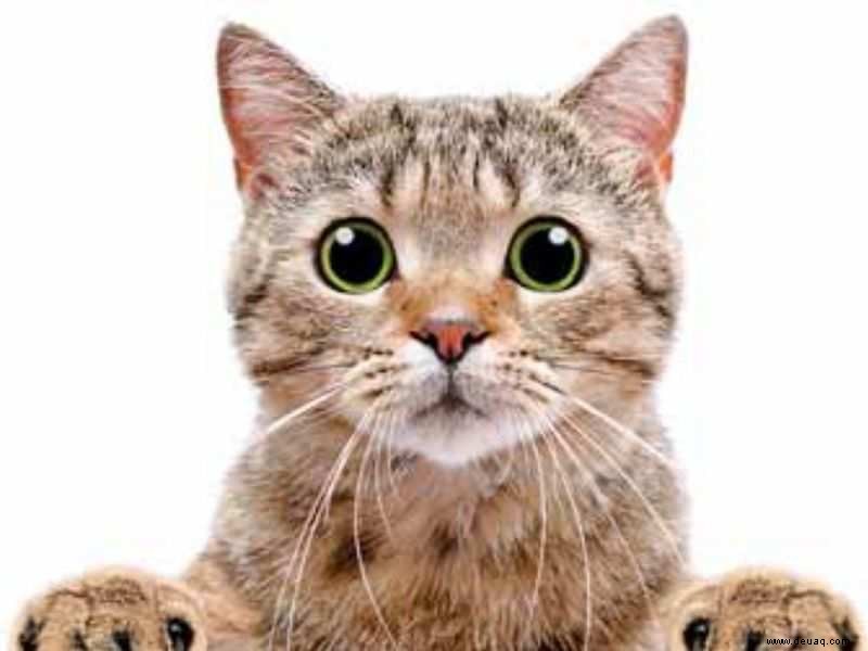 Schwanzgespräche:Entziffern und Entschlüsseln des Da-Vinci-Katzenschwanzes 
