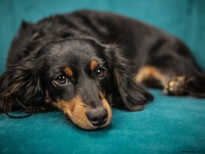 Ihr Hund weiß, wie Sie sich fühlen 