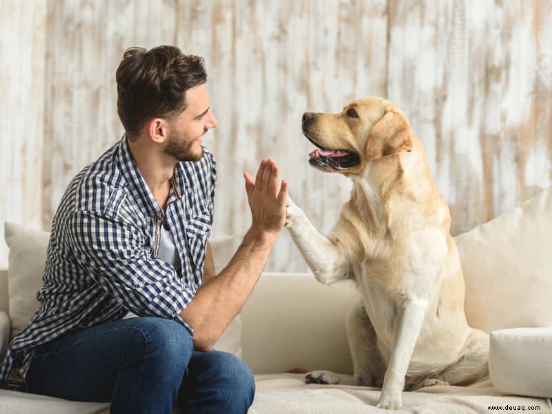 Positive Verstärkung:Wie man Hunde trainiert 