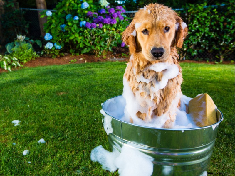 Kennen Sie die Inhaltsstoffe, die Sie in den Pflegeprodukten Ihres Hundes vermeiden müssen 