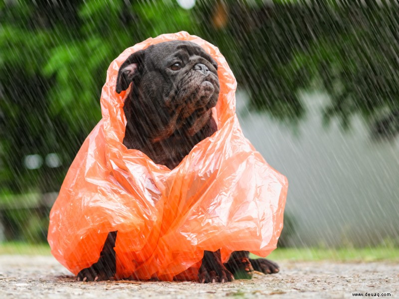 Tipps, um sich in diesem Monsun um Ihren pelzigen Freund zu kümmern 