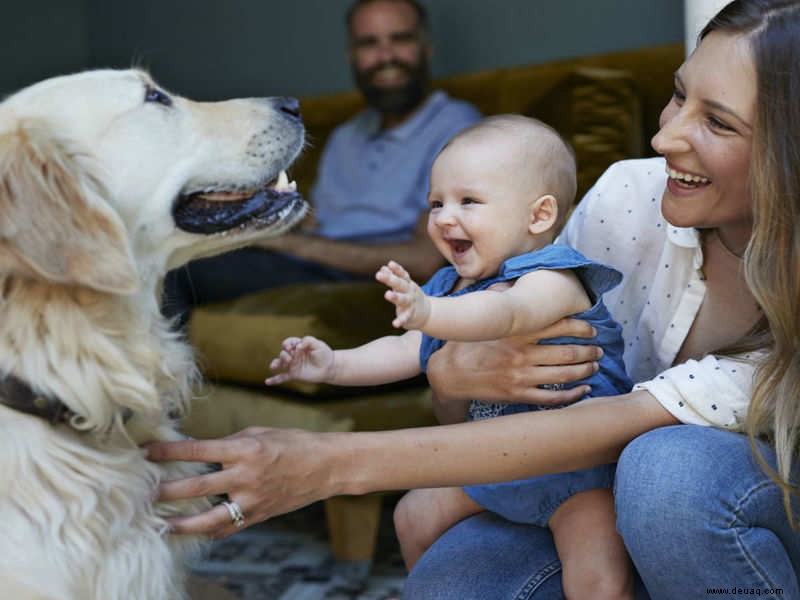 Haben Sie eine Checkliste, bevor Sie ein Haustier adoptieren 