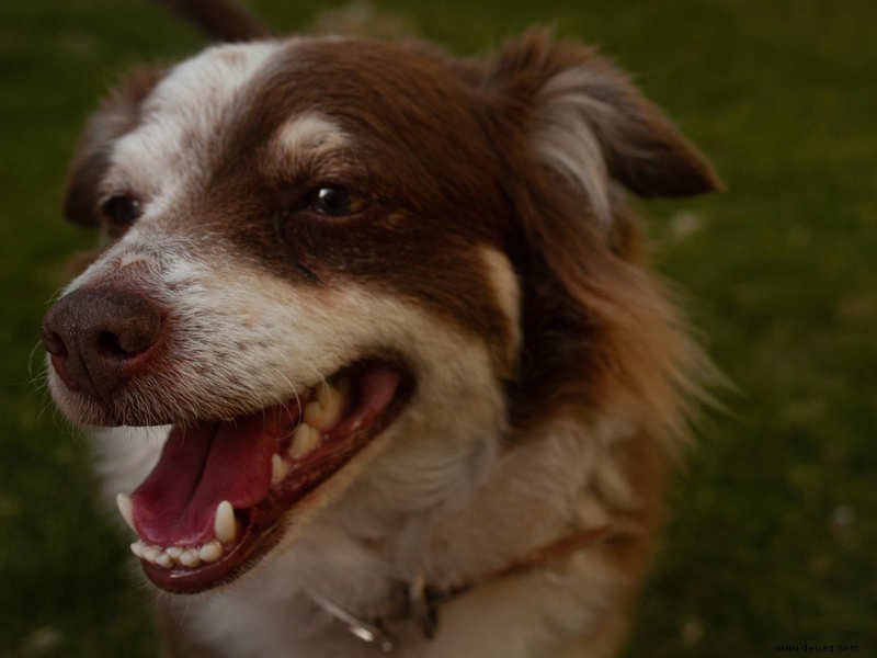 Wussten Sie, dass auch Hunde Milchzähne verlieren können? 