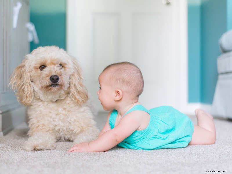 Das Spielen mit Hunden kann Kindern helfen, sozial und emotional besser zu sein 