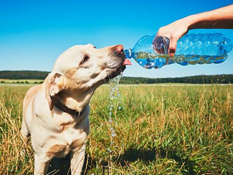 Stoppen! Ignorieren Sie nicht die Anzeichen von Austrocknung bei Hunden 