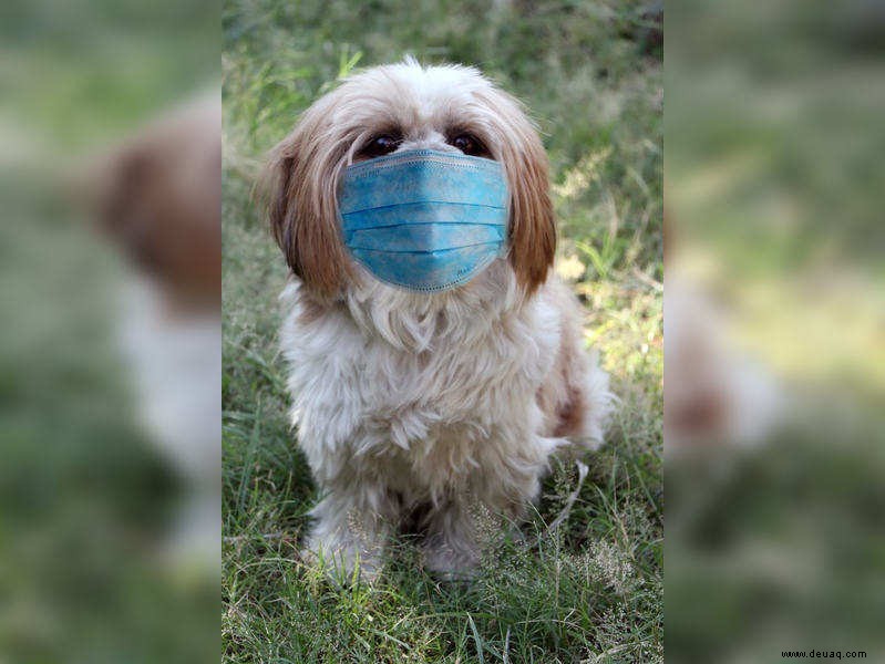 Nein, Ihre Haustiere brauchen keine Masken:Tierärzte 