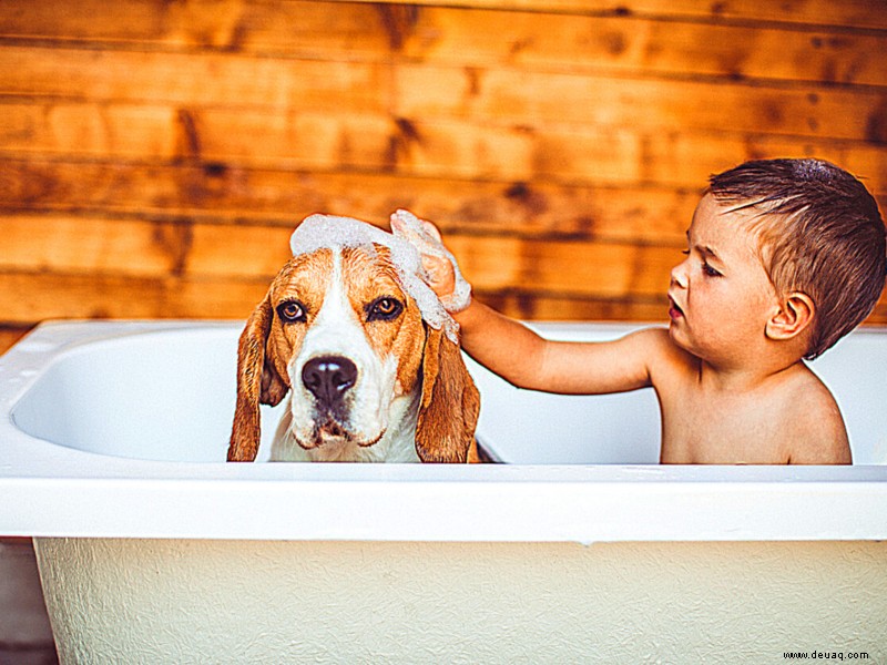 Haben Sie Mühe, Ihren Hund bei diesem heißen Wetter kühl zu halten? Folgendes müssen Sie tun 