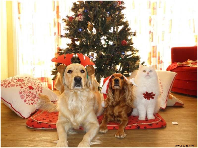 Dieses Weihnachten hatten Haustiere ein purrfektes und pelziges Fest 
