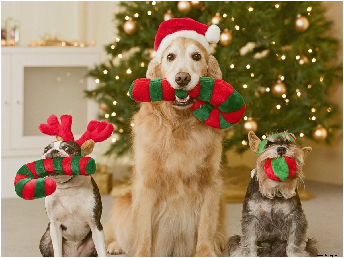 Dieses Weihnachten hatten Haustiere ein purrfektes und pelziges Fest 