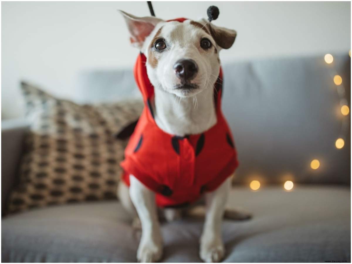 Dieses Weihnachten hatten Haustiere ein purrfektes und pelziges Fest 