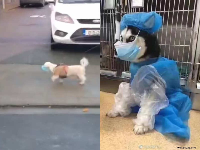 Virales Video:Ein Hund, der bei täglichen Spaziergängen eine Maske trägt, hat die Internetnutzer gespalten 