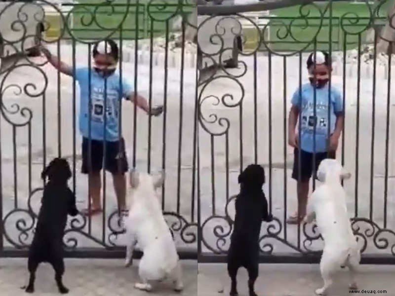Viral:Ein Sikh-Jungen-Tanz beeindruckt zwei Hunde und ihre Reaktionen lassen Internetnutzer fassungslos zurück 