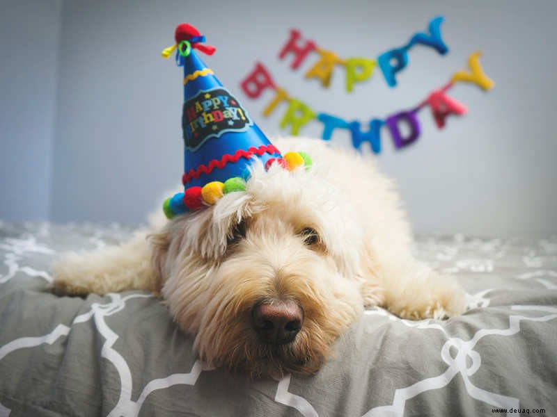 So können Sie den Geburtstag Ihres Hundes zu Hause feiern 