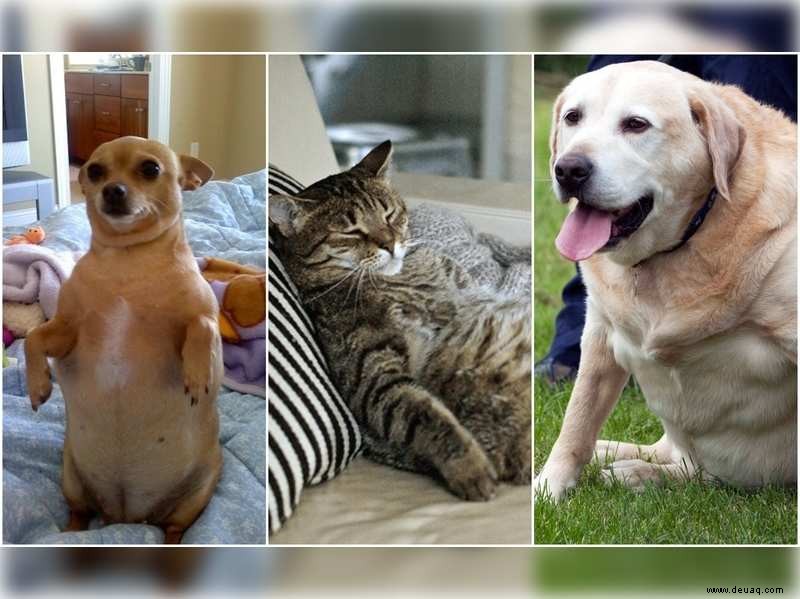 Hat Ihr Haustier mit Quarantäne-Gewichtszunahme zu kämpfen? 