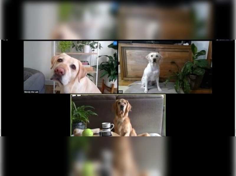 Als Hunde und Katzen im Internet mit lustigen Spielen und mehr Kontakte knüpften 