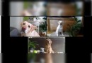 Als Hunde und Katzen im Internet mit lustigen Spielen und mehr Kontakte knüpften 