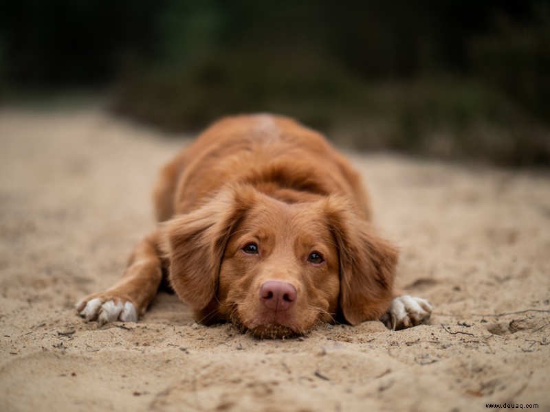 Anzeichen dafür, dass Ihr Hund krank sein könnte 