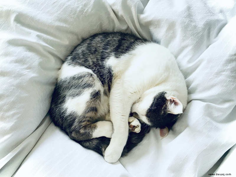 Warum schlafen Katzen so viel? 