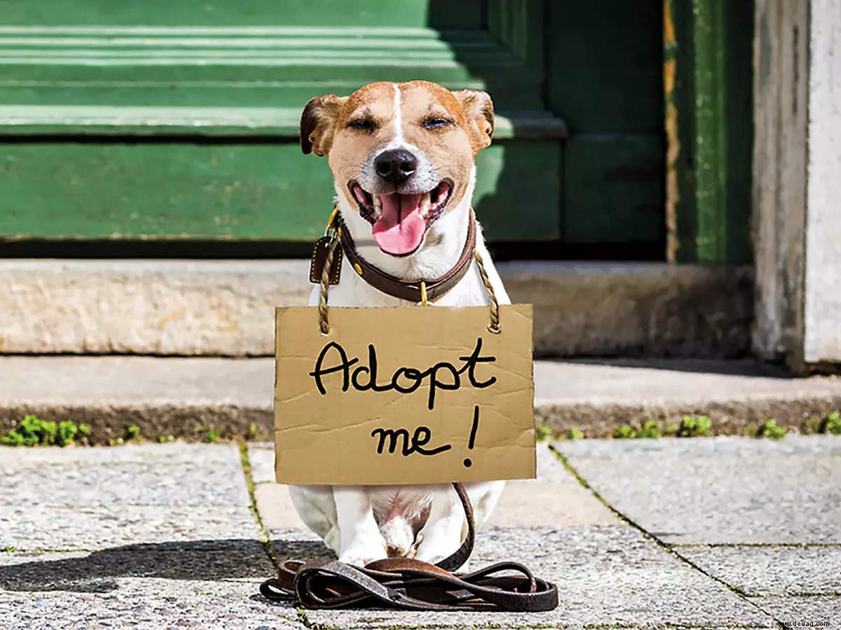 2021 wurden viele Haustiere adoptiert – aber auch ausgesetzt 
