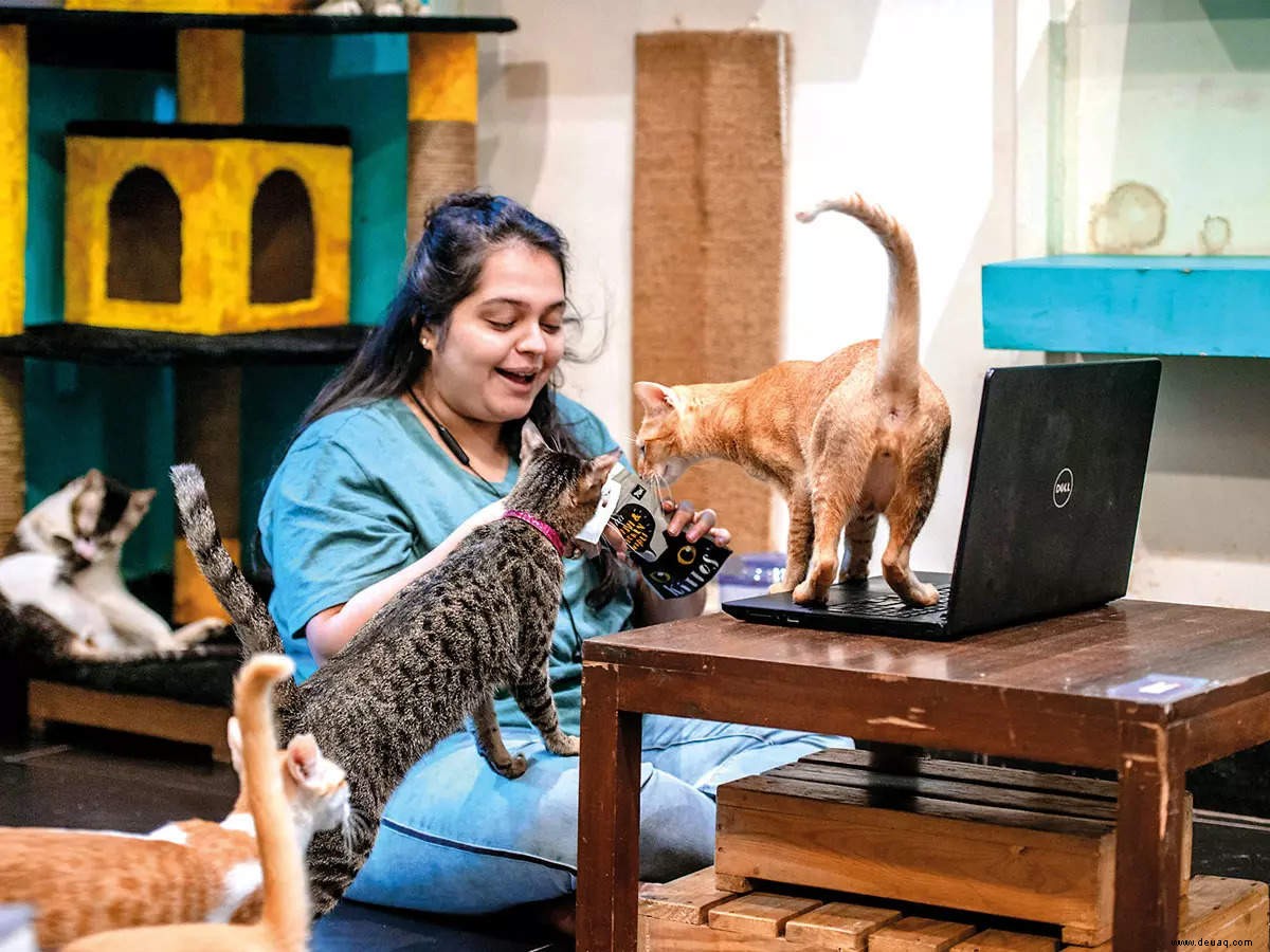 So greifen Mumbaikars bei der Arbeit nach Pfoten-Sitivity 