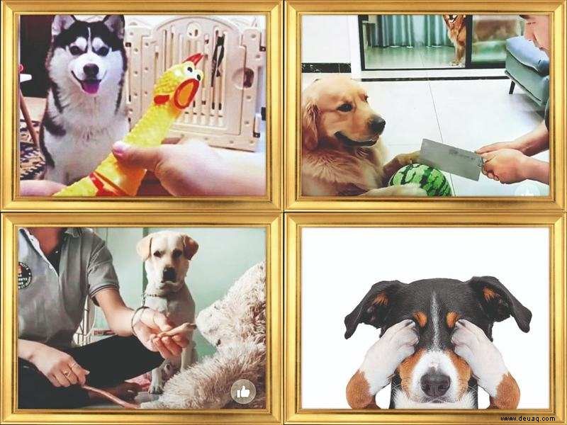 Tierfreunde nicht amüsiert über virale Videos von Haustieren in „lustigen Situationen“ 