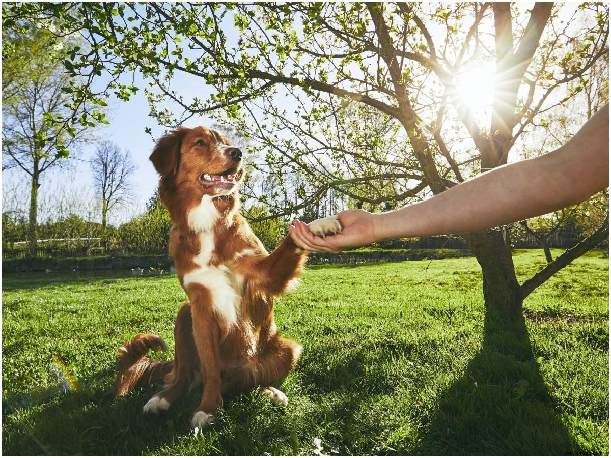 Die Nachfrage nach Hundetrainern steigt, da Eltern Hilfe für ihre Pandemie-Welpen suchen 