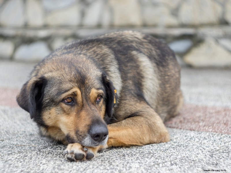 Delhi HC ordnet an, dass alle streunenden Hunde ein Recht auf Nahrung haben und sich ohne Belästigung um sie kümmern 