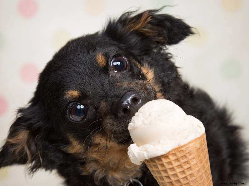 Sommerfutter für Ihre Haustiere 