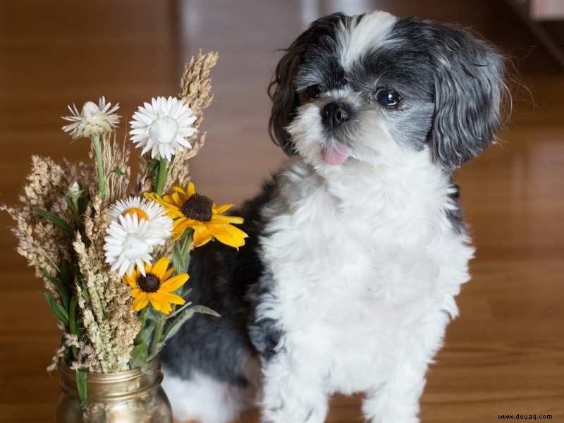 Tulpen, Lilien, Narzissen, Schwertlilien:Halten Sie Ihre Haustiere von diesen Blumen fern 