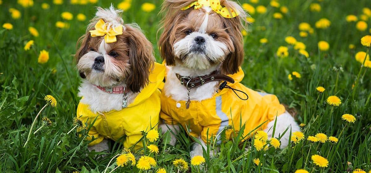 Tulpen, Lilien, Narzissen, Schwertlilien:Halten Sie Ihre Haustiere von diesen Blumen fern 