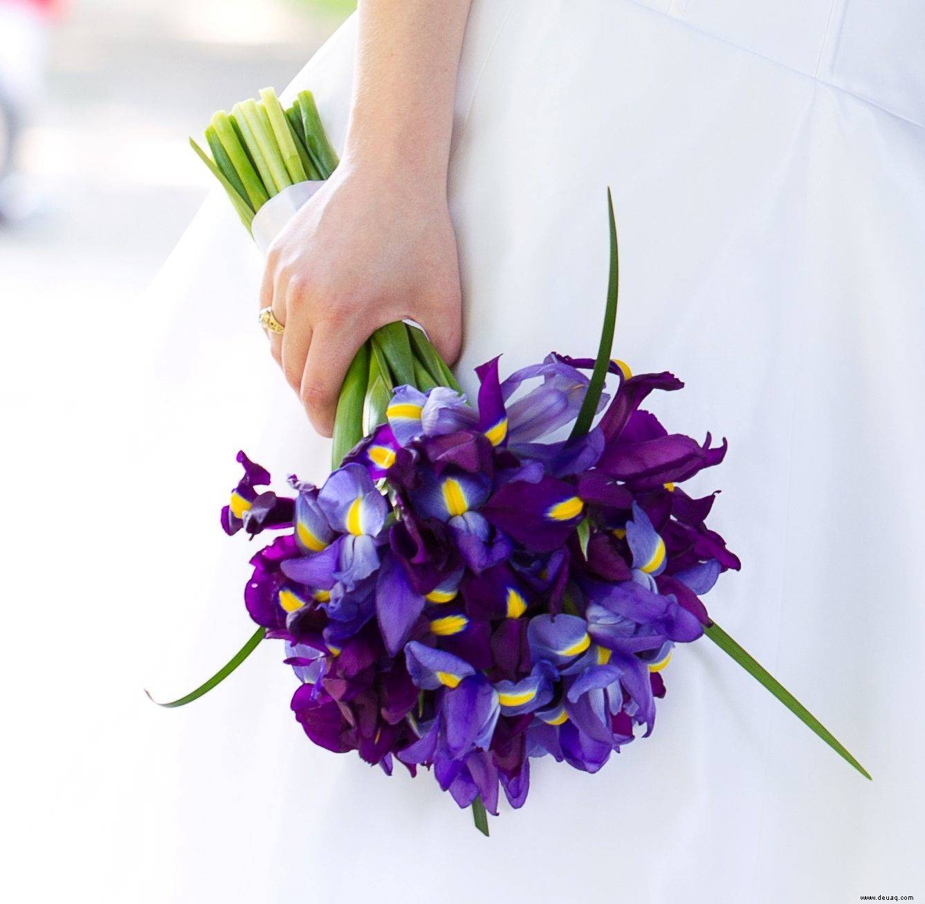 Tulpen, Lilien, Narzissen, Schwertlilien:Halten Sie Ihre Haustiere von diesen Blumen fern 