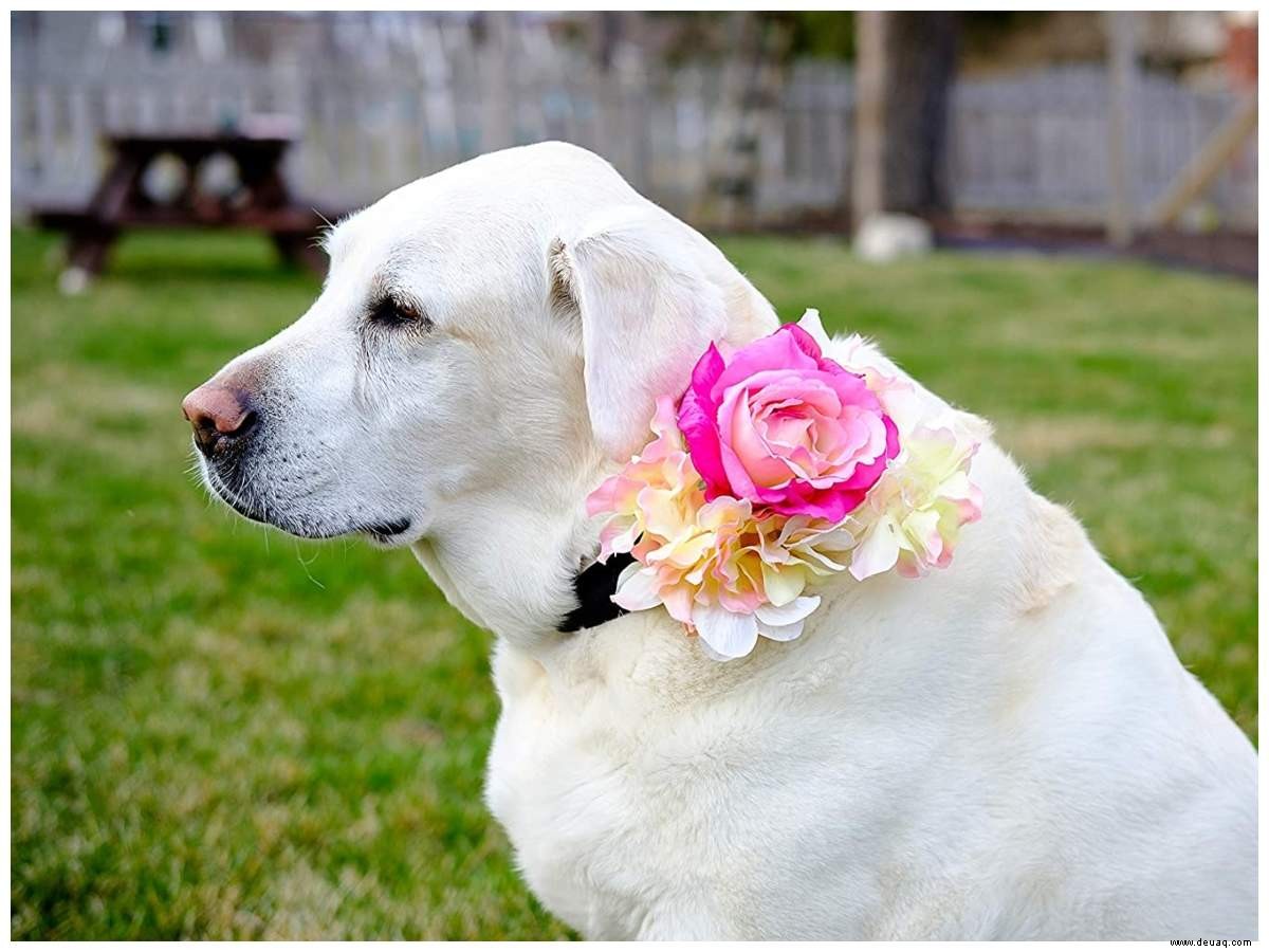 Haustiere sorgen für ultra-glamouröse Baraatis bei Desi-Hochzeiten 