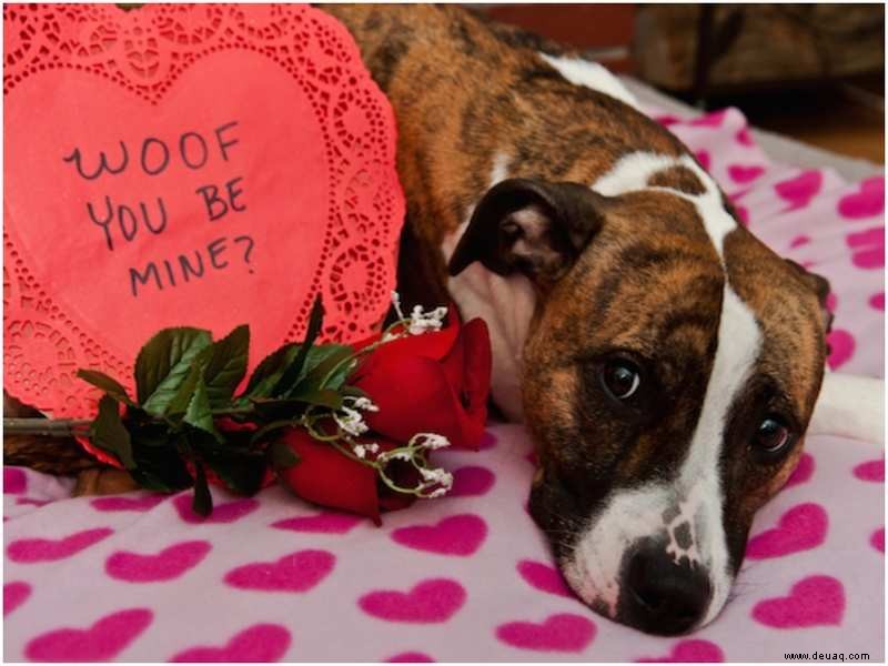 Haustiereltern machen den Valentinstag zu etwas Besonderem für ihre Hündchen 