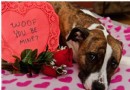 Haustiereltern machen den Valentinstag zu etwas Besonderem für ihre Hündchen 
