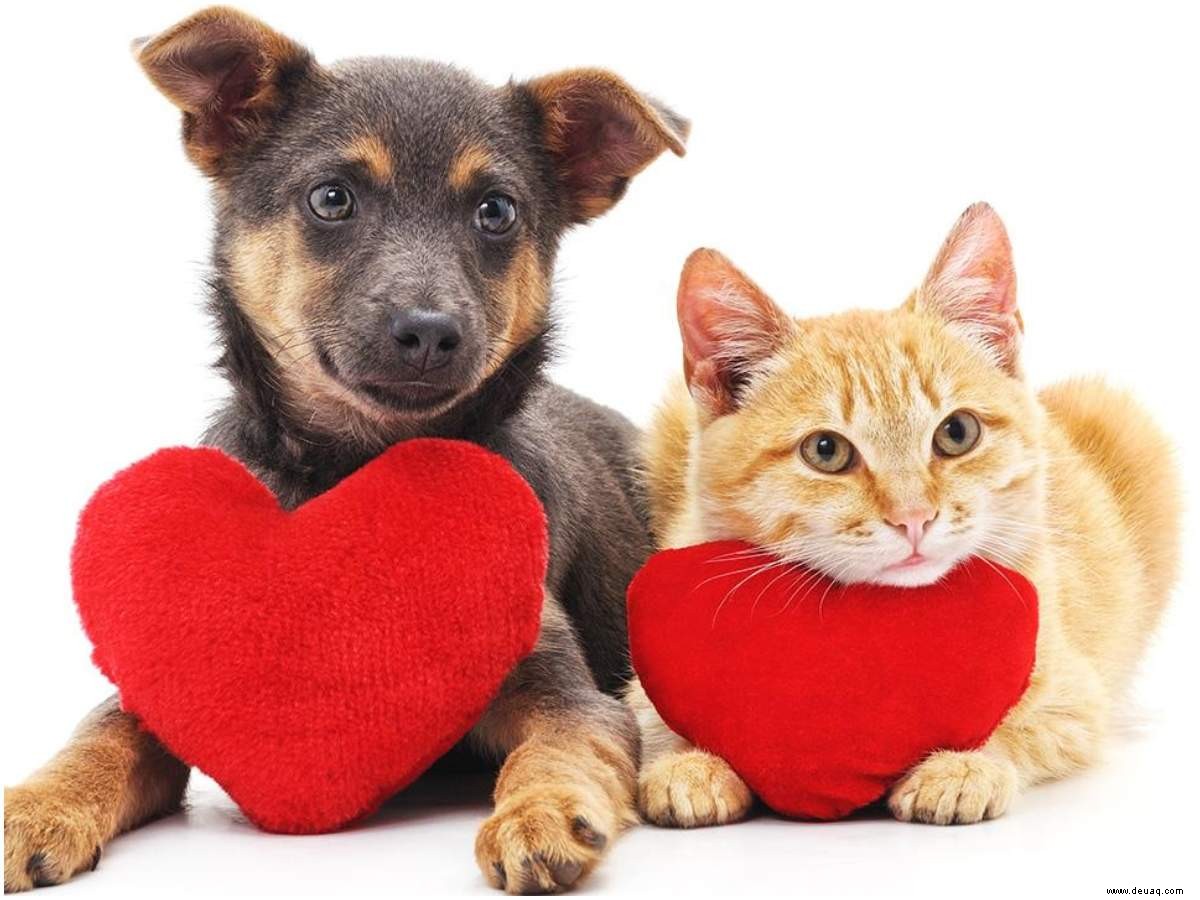 Haustiereltern machen den Valentinstag zu etwas Besonderem für ihre Hündchen 
