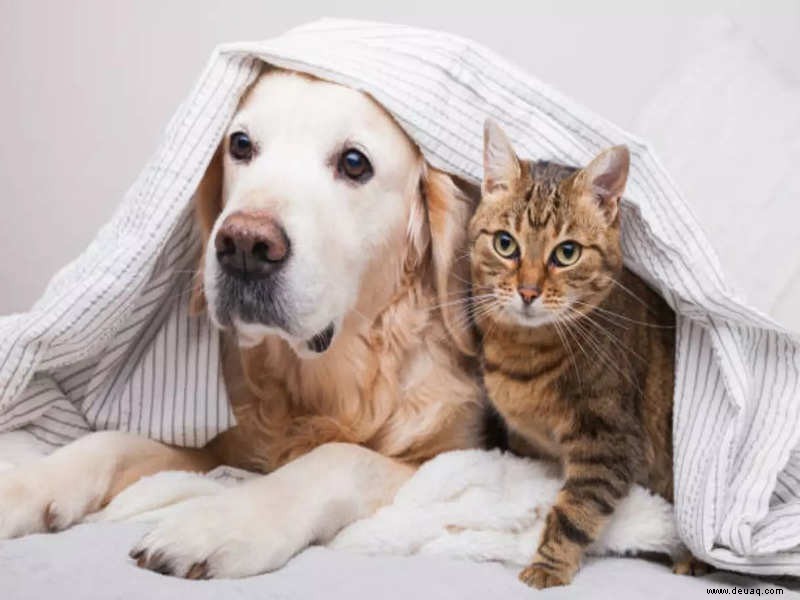 Ein Hund oder eine Katze:Welches ist dein Seelentier? 