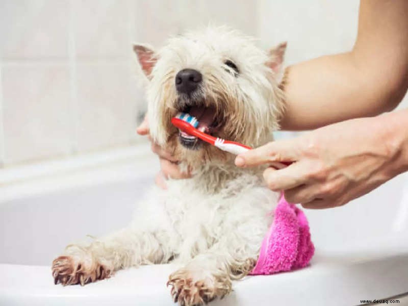 Befolgen Sie diese Tipps für eine bessere Mundgesundheit Ihrer Haustiere 