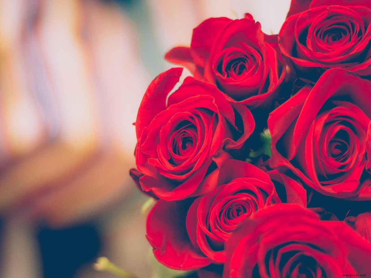 Happy Rose Day 2022:Wünsche, Nachrichten, Zitate, Bilder, Facebook- und WhatsApp-Status 