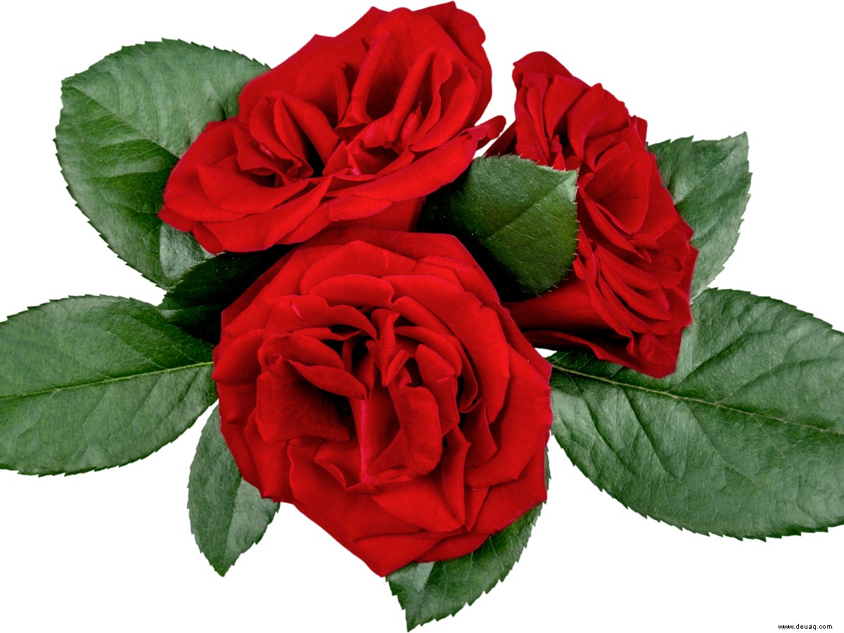 Happy Rose Day 2022:Wünsche, Nachrichten, Zitate, Bilder, Facebook- und WhatsApp-Status 