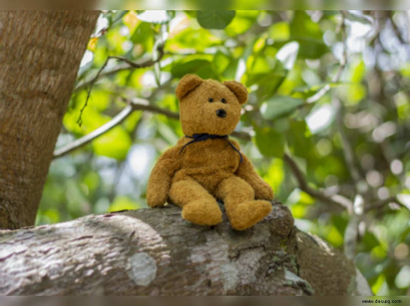 Der Teddy auf dem Baum 