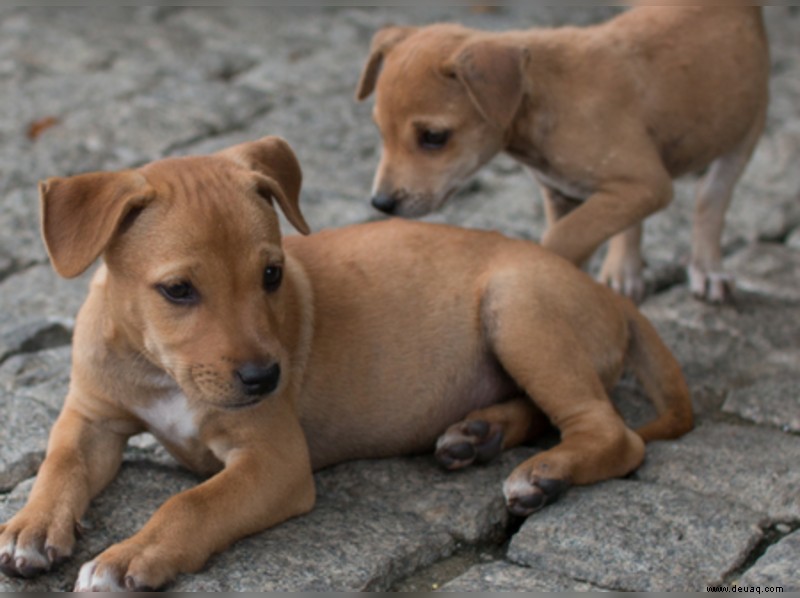 Einen streunenden Hund zu adoptieren war die beste Entscheidung meines Lebens... 