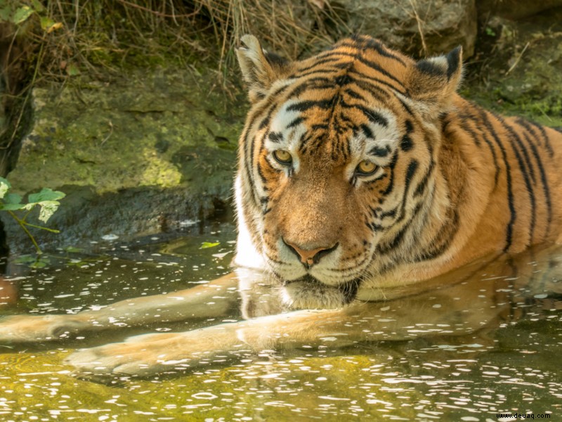 Selbstbeobachtung auf den Spuren eines Tigers... 